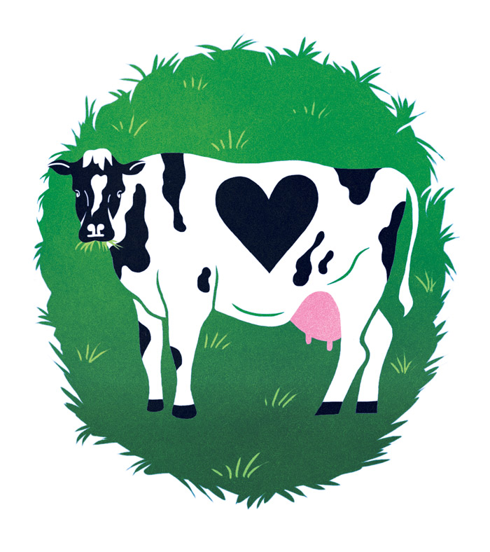 A cow with a heart shaped black and white spot pattern